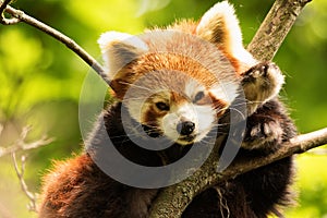 Red Panda Resting