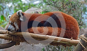 Red Panda Resting on Man Made Bamboo Support photo