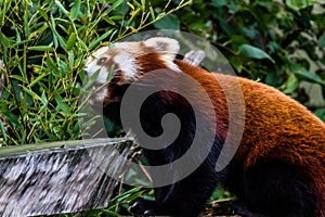 Red panda roams his are and plays in the tree. Auckland Zoo, Auckland, New Zeland