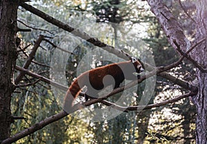 Red Panda Scaling a Tree at Edinburgh Zoo, Scotland, a Rare and Endangered Species