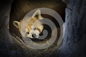 Red Panda Settles In For A Long Winters Nap