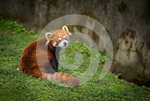 Red panda