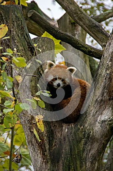 red panda