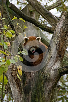red panda