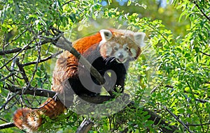 Red panda