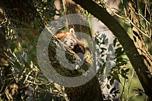 Red Panda Sitting In Tree, Poking Out Tongue