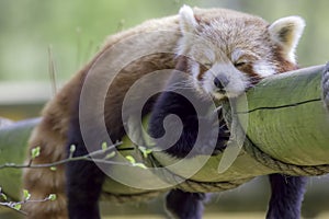 Red Panda Sleeping. Cute animal taking an afternoon nap.