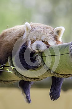 Red Panda Sleeping. This cute nocturnal animal asleep