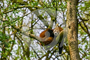 Red panda sleeping high in a tree, Endangered animal specie from Asia photo