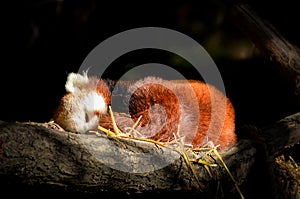 Red Panda