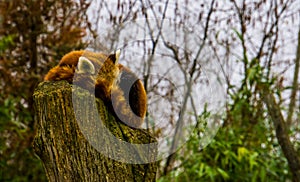 Red panda sleeping on a stumped tree top, Endangered animal specie from Asia photo