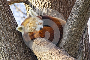 Red Panda sleeping in a tree