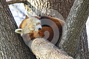 Red Panda sleeping in a tree