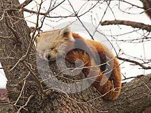 Red panda sleeping on a tree branch
