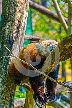 Red panda sleeping on a tree in the schonbrunn tiergarten...IMAGE