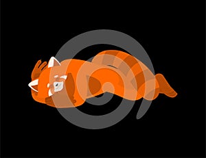 Red panda sleeping. Wild animal asleep emotions. Beast. Vector illustration