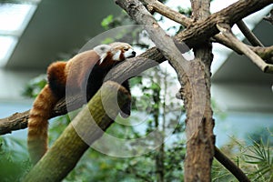 Red Panda sleeping