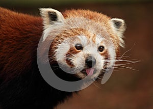 Red panda sticking out it's tongue