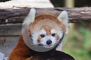 Red Panda in Toronto ZOO