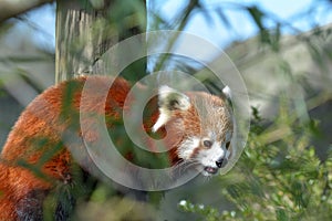 Red panda on a tree branch