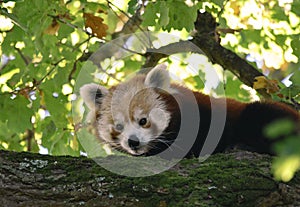 Red Panda on a tree branch