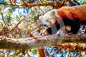 Red Panda on Tree Branch photo