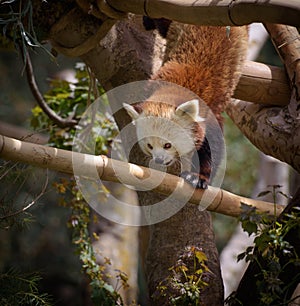 Red panda on a tree