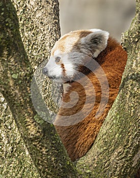 Red panda in tree posing