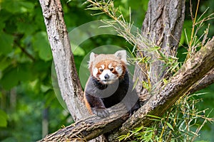 Red panda in the trees, eating bamboo leaves in the Karlsruhe Zoo in Germany