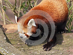 Red panda on the trunk closeup portrait