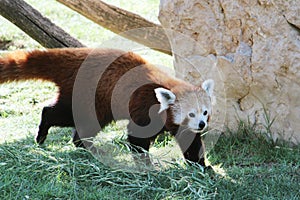 Red panda walking