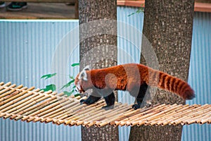 Red panda walking across a bridge in an enclosure at the John Ball Zoo in Grand Rapids Michigan