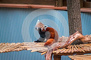 Red panda walking across a bridge at the zoo