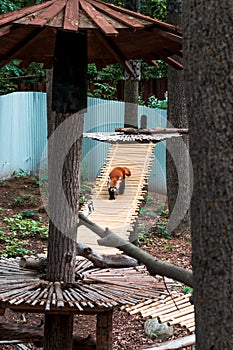 Red panda walking across a bridge at the zoo