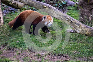 Red Panda Walking