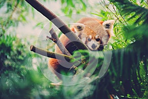 Red Panda walking along a bamboo tree