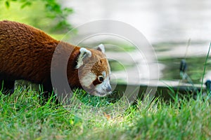 Red panda walking on grass in the park with sunlight with blur background