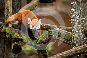 Red panda walking on the tree