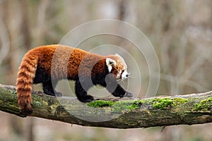 Red panda walking on the tree