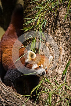 Red Panda Walking on Tree Trunk Eating Bamboo Leafs