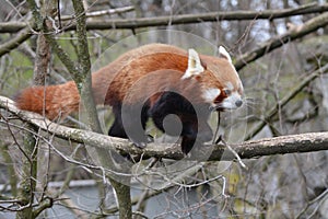 A red panda walks on a tree to eat bamboo