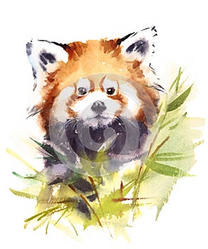 Red Panda Watercolor Animal Illustration Hand Painted