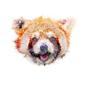 Red panda Watercolor painting Art