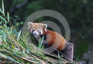 Red Panda at the zoo in Chengdu, China