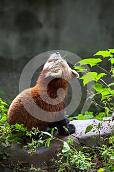 Red Panda at the zoo in Chengdu, China