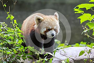 Red Panda at the zoo in Chengdu, China