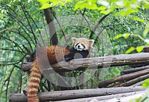 Red Panda at the zoo in Chengdu, China