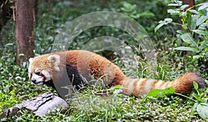 Red Panda at the zoo in Chengdu, China