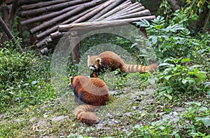 Red Panda at the zoo in Chengdu, China