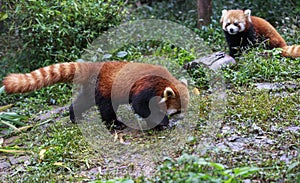 Red Panda at the zoo in Chengdu, China